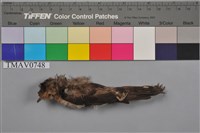 藏品(洋燕)的圖片